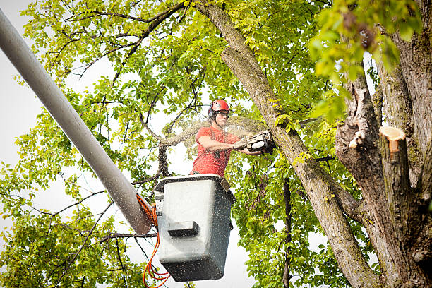 Best Commercial Tree Services  in Westhampton, NY